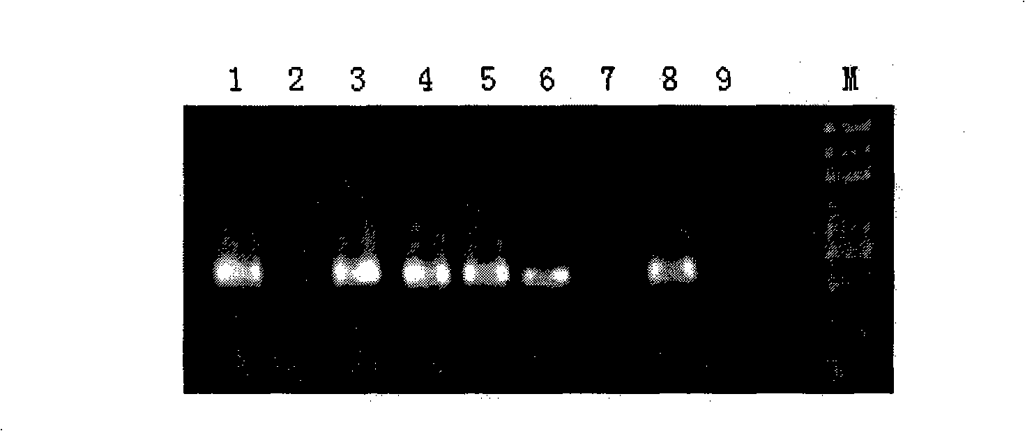 Gene for enhancing draught-resistance of plant