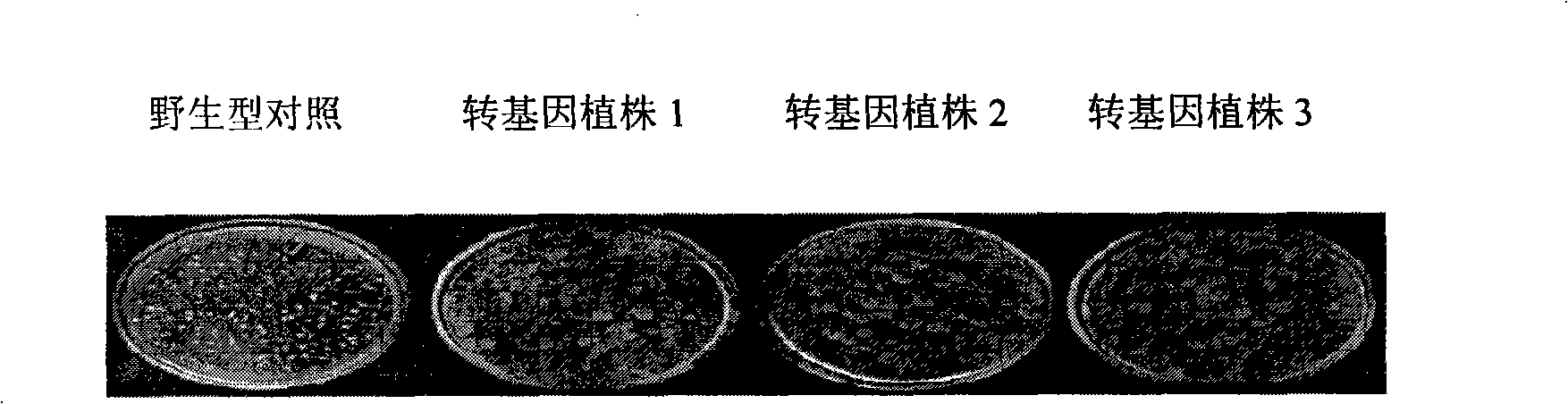 Gene for enhancing draught-resistance of plant