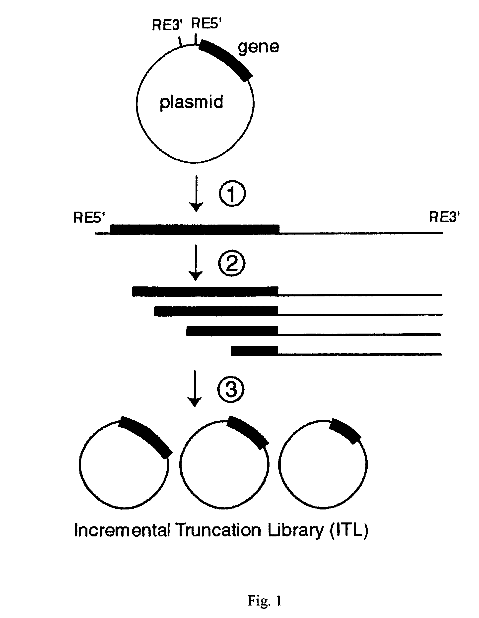 Incrementally truncated nucleic acids and methods of making same