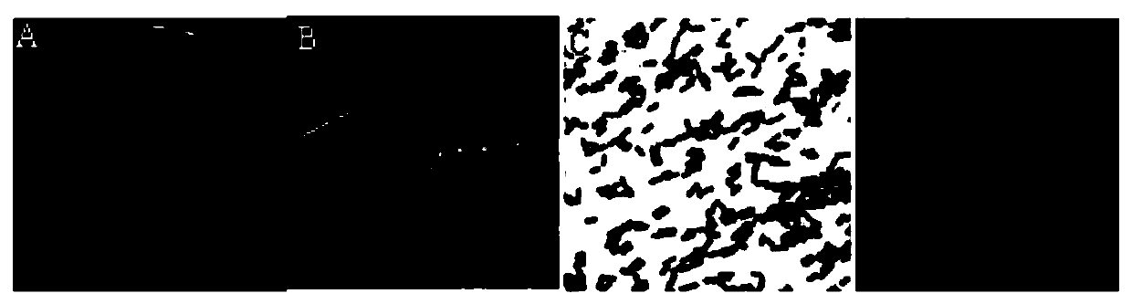 A tree rhizosphere bacterium Bacillus mycoides jyz-sd5 and its application