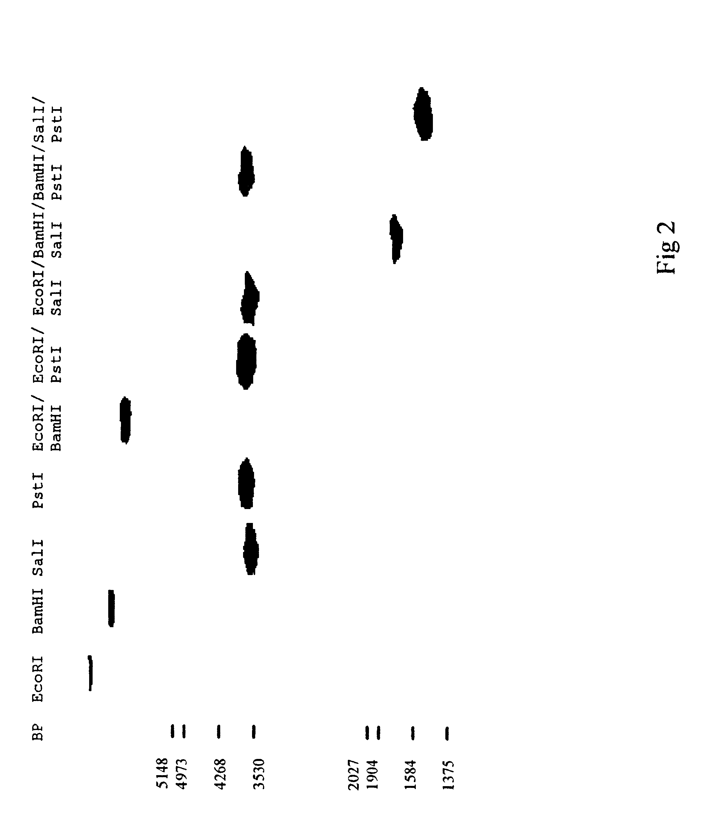 Epoxide hydrolase