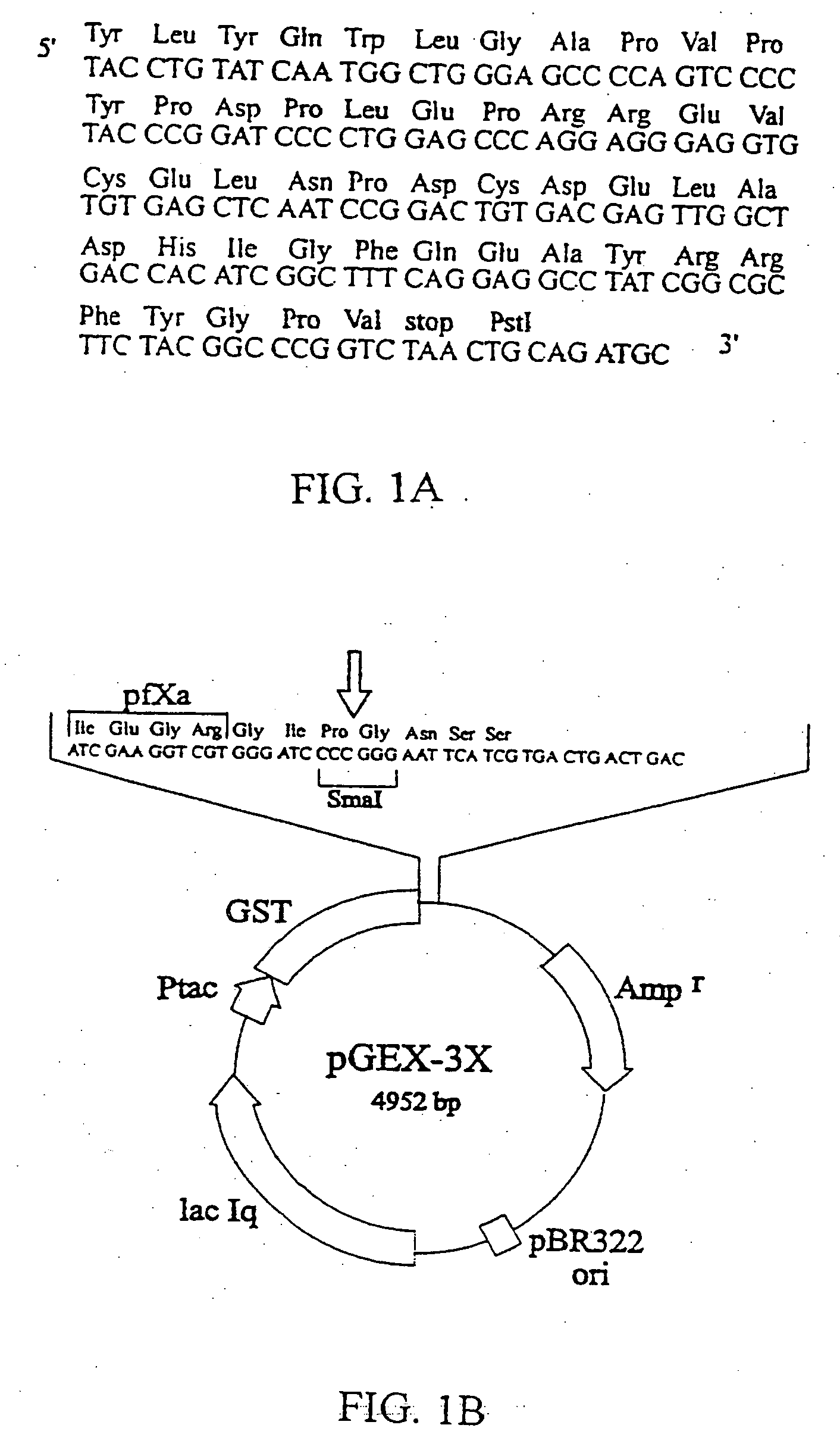 Isolated osteocalcin fragments