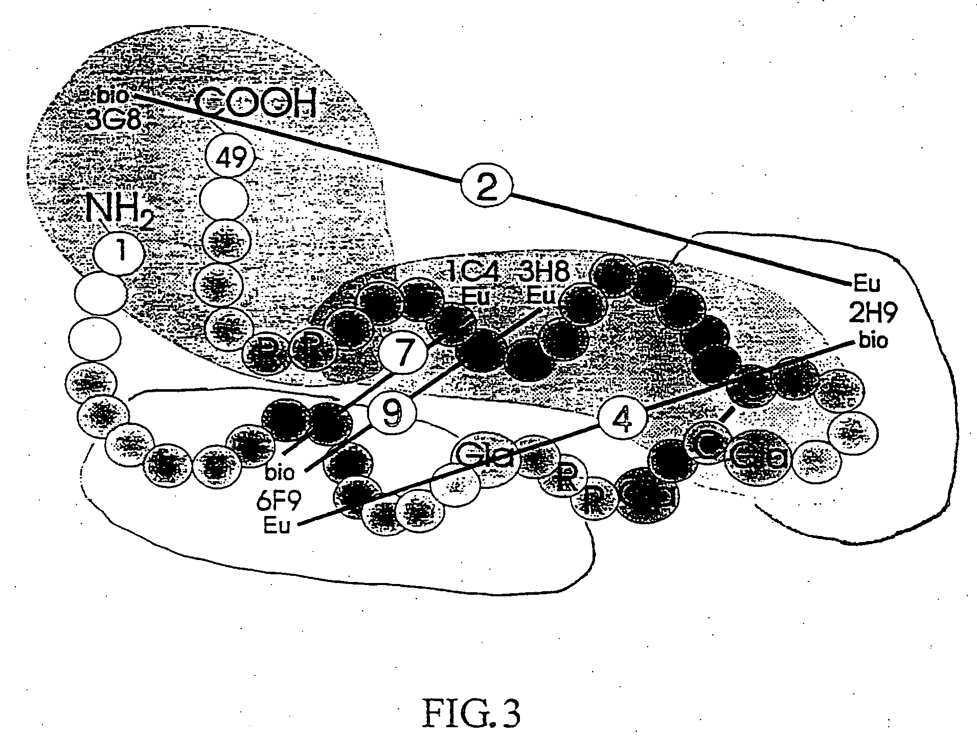 Isolated osteocalcin fragments