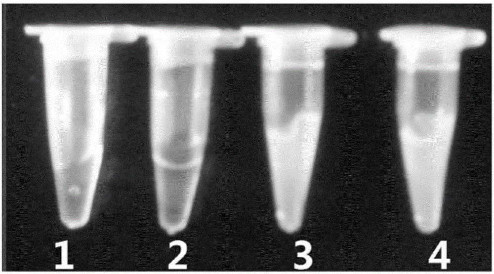 Application of astragalus polysaccharide in loop-mediated isothermal amplification as well as kit and detection method of astragalus polysaccharide