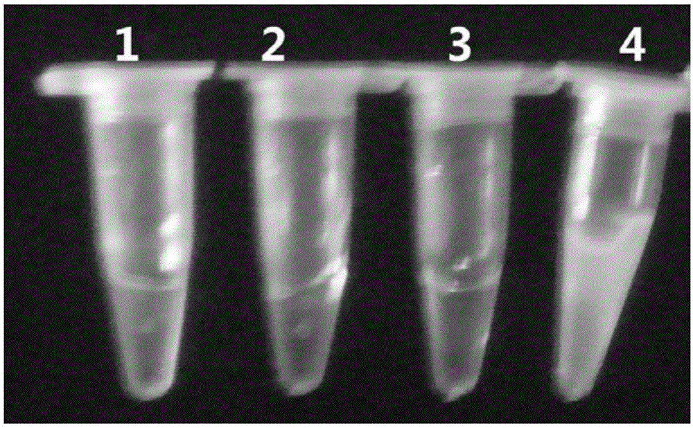 Application of astragalus polysaccharide in loop-mediated isothermal amplification as well as kit and detection method of astragalus polysaccharide