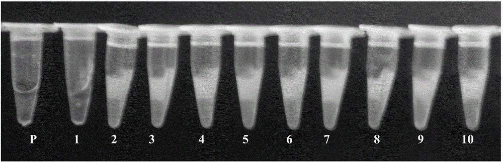 Application of astragalus polysaccharide in loop-mediated isothermal amplification as well as kit and detection method of astragalus polysaccharide