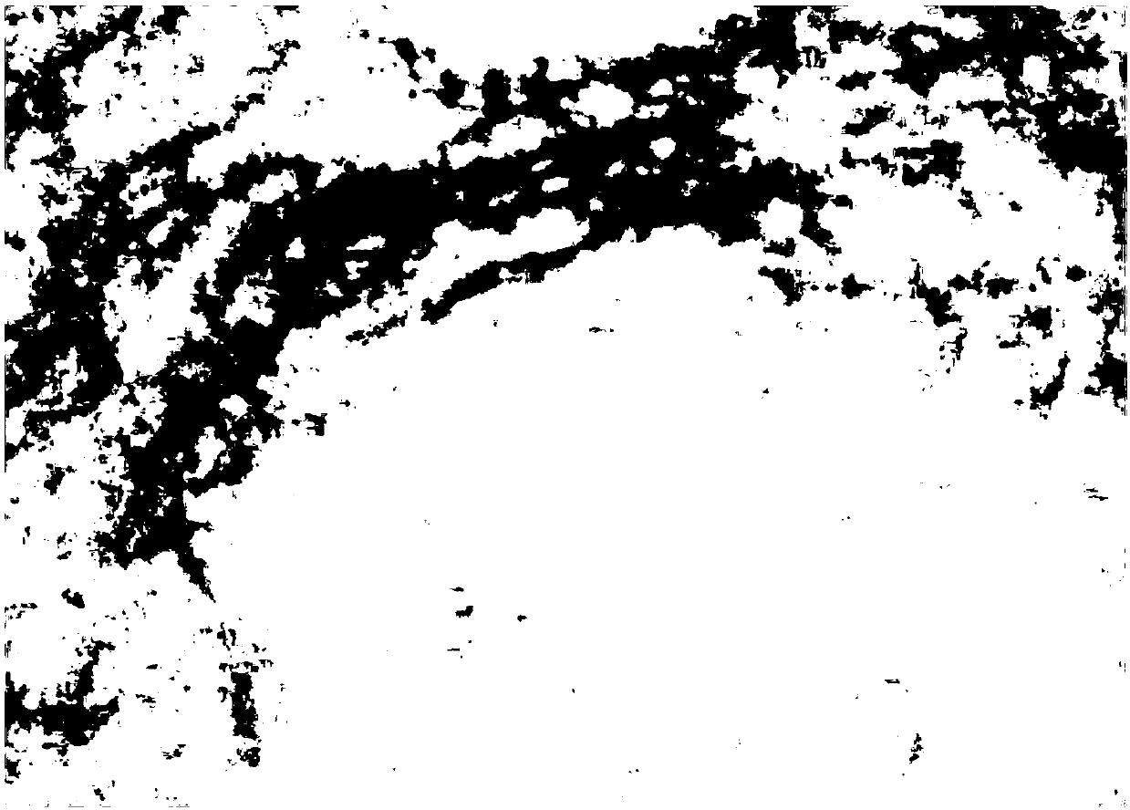 Enrofloxacin chitosan nanoparticles