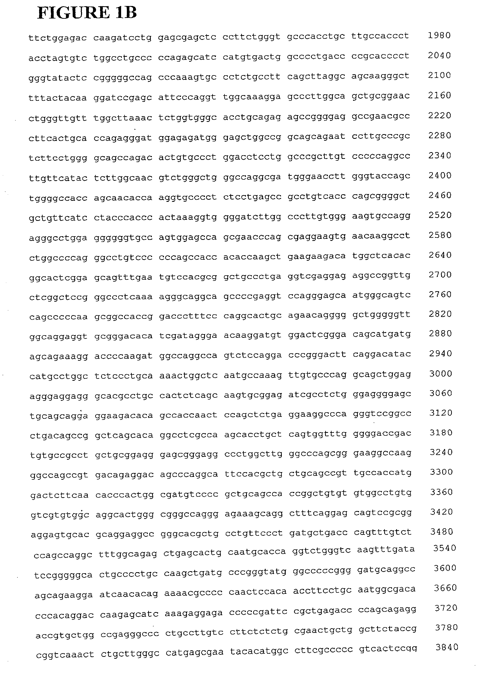 Nucleic Acids For Inhibiting Hairless Protein Expression and Methods of Use Thereof