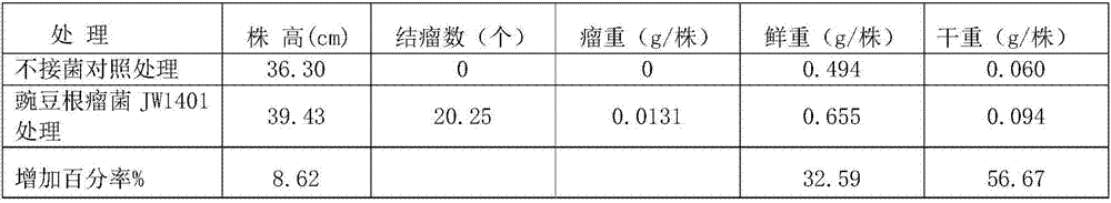 Rhizobium for promoting growth of vicia sativa L. and application of rhizobium