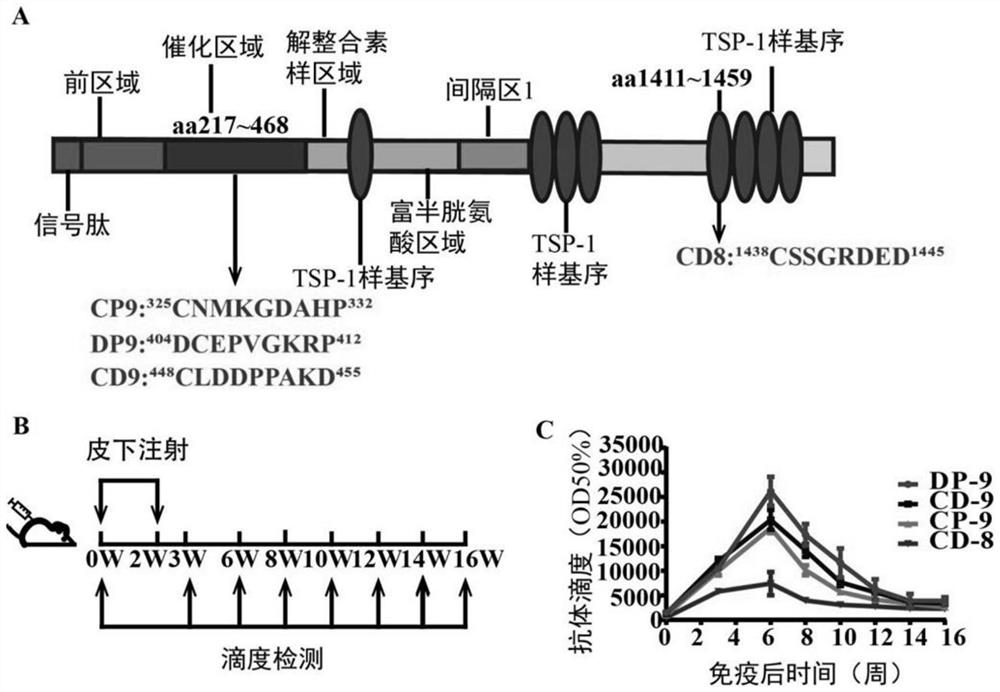 Immunogenic peptides of metalloprotease adamts-7 and its application in anti-atherosclerosis and related diseases