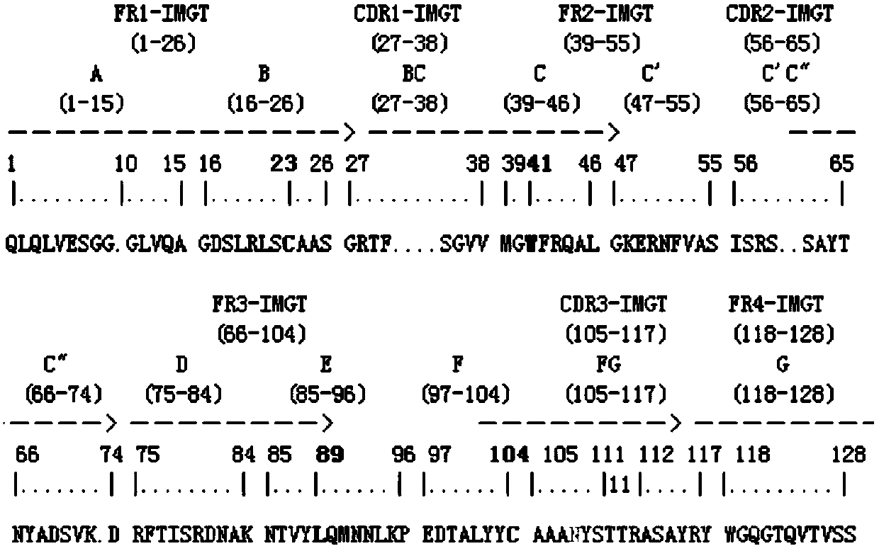 Single domain heavy chain antibody specifically binding to vomitoxin antigen-antibody immune complex and application thereof