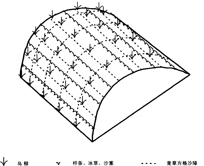 Mobile dune Salix cheilophila planting method