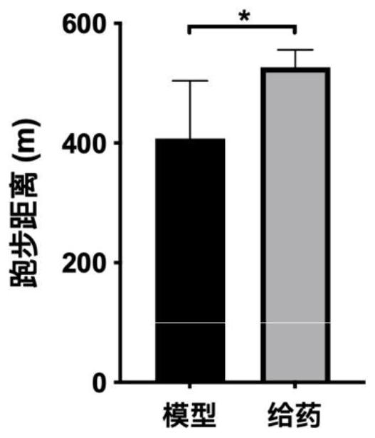 Application of 18β-glycyrrhetinic acid in the preparation of products that enhance the body's anti-fatigue ability