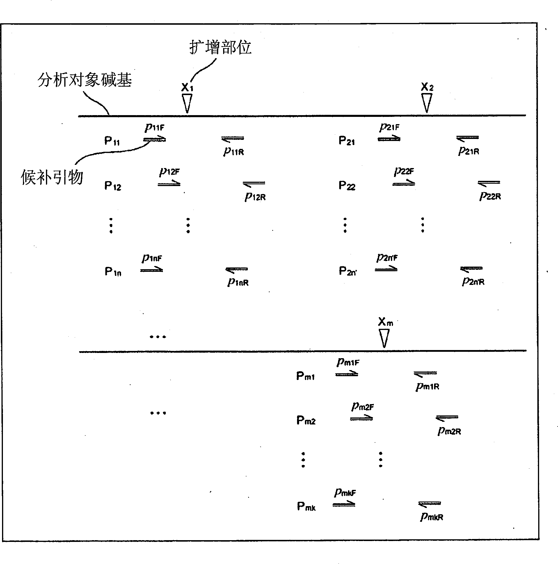 Apparatus for designing nucleic acid amplification primers, program for designing primers and server apparatus for designing primers