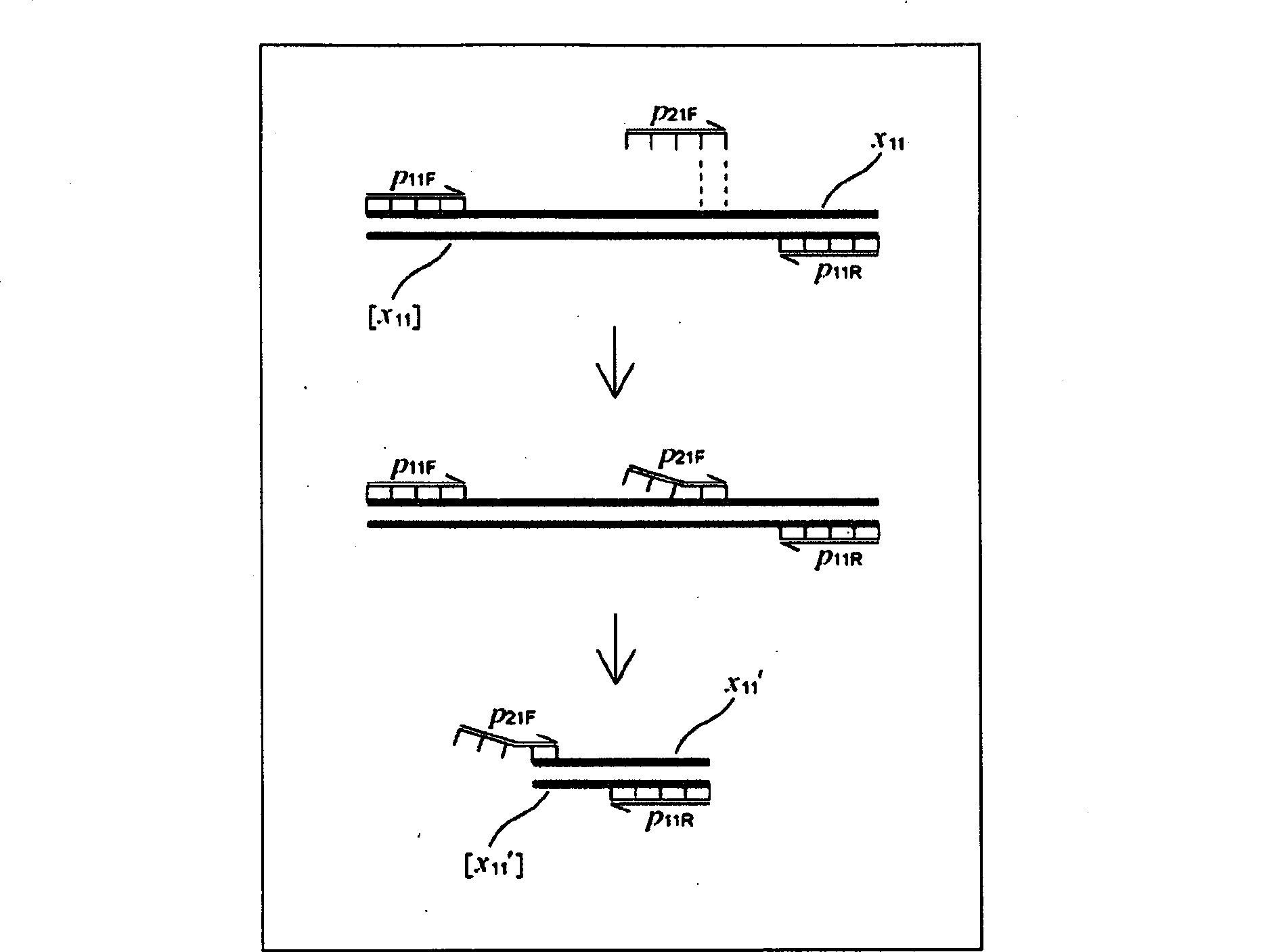 Apparatus for designing nucleic acid amplification primers, program for designing primers and server apparatus for designing primers