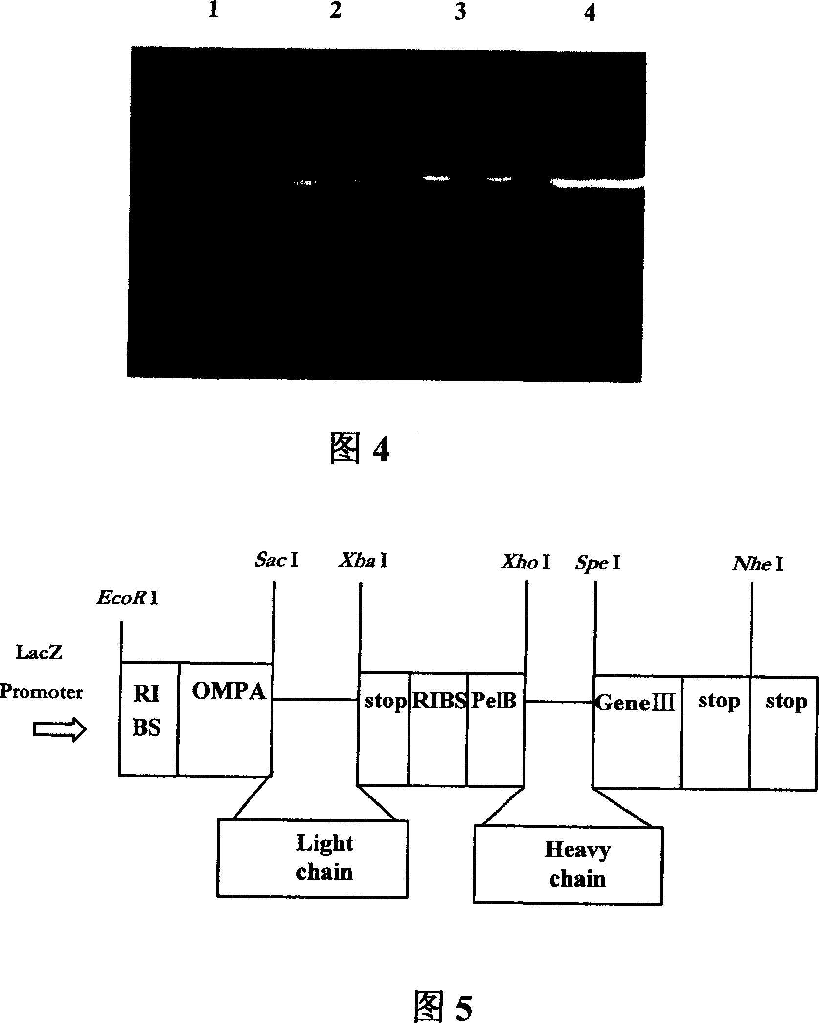 Lipopolysaccharide conjugated protein and monoclonal antibody and preparation method and usage