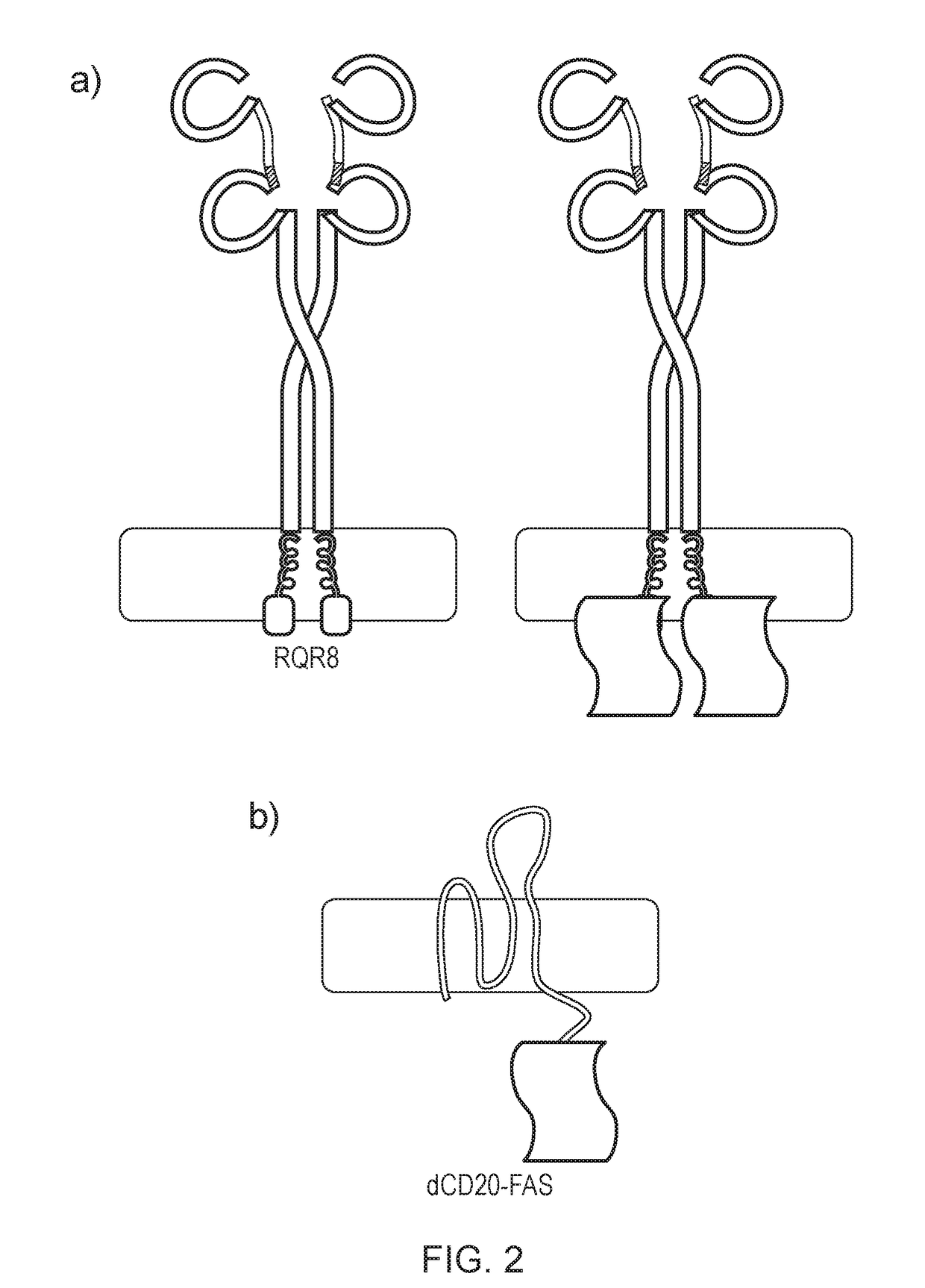 Chimeric protein