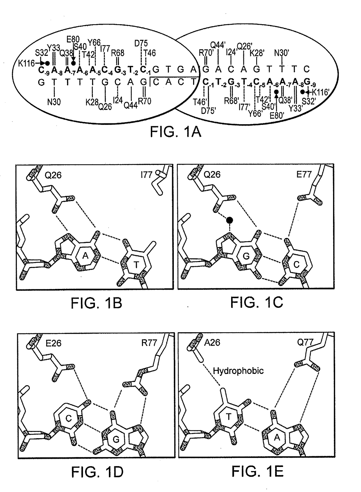 Fusion molecules of rationally-designed dna-binding proteins and effector domains