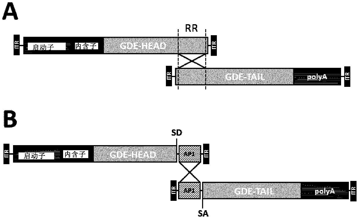 Treatment of glycogen storage disease iii