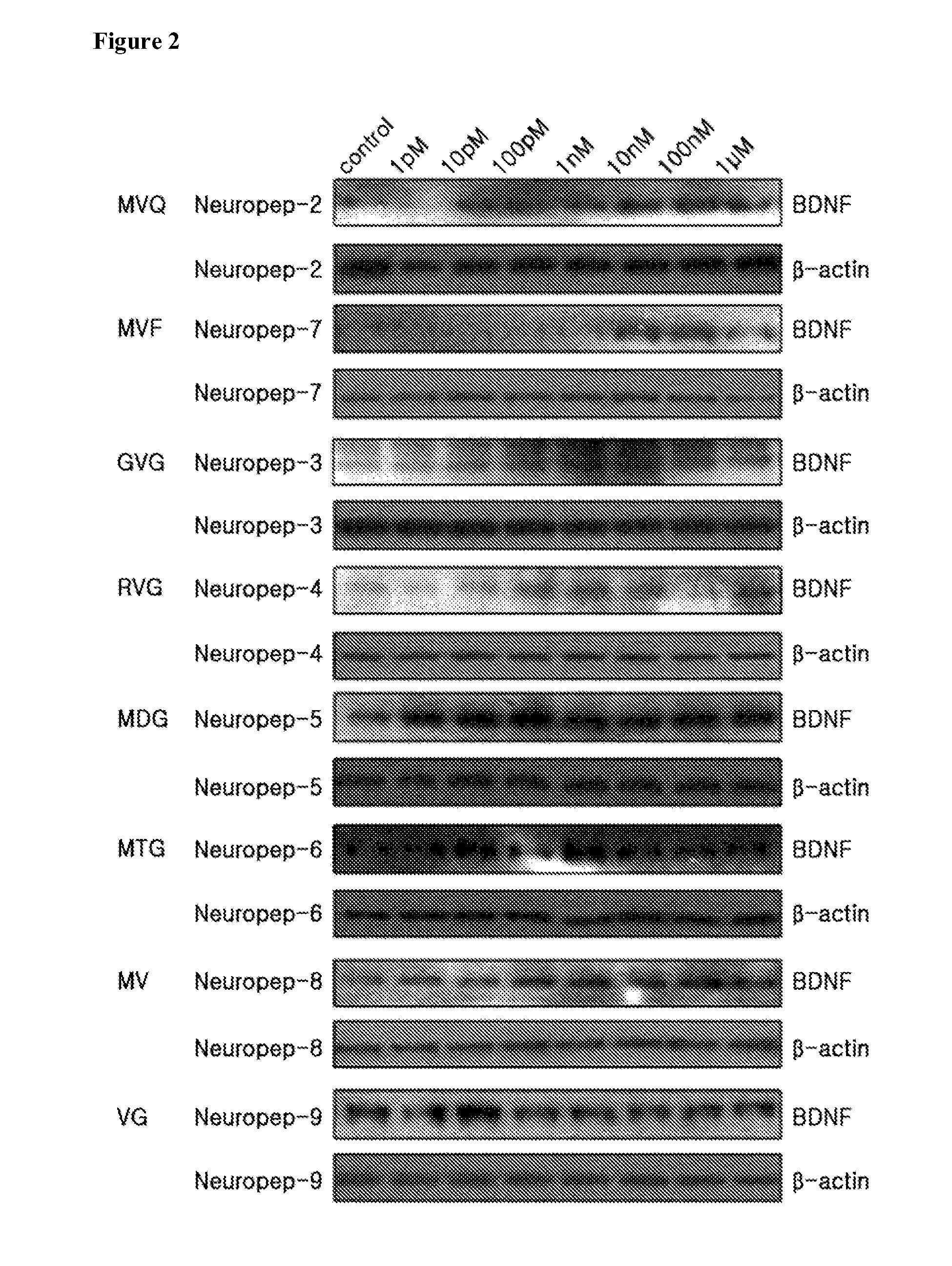 Novel peptide for augmenting and expression of bdnf and pharmaceutical composition for prevention and treatment of neurodegenerative diseases including alzheimer's disease or parkinson's disease, comprising the same