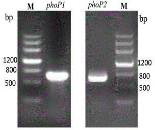 PhoP deleted pasteurella multocida attenuated strain of birds, as well as construction method and application thereof