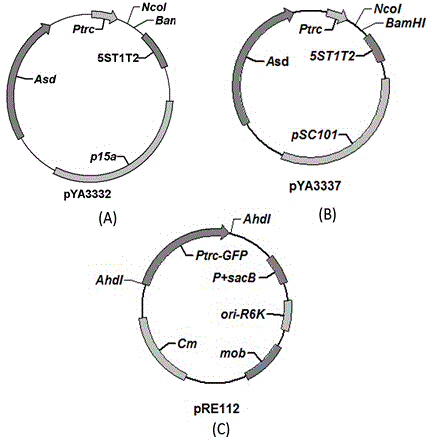 PhoP deleted pasteurella multocida attenuated strain of birds, as well as construction method and application thereof