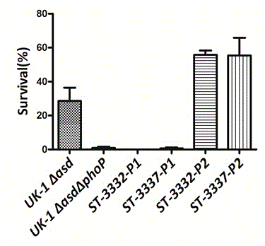 PhoP deleted pasteurella multocida attenuated strain of birds, as well as construction method and application thereof