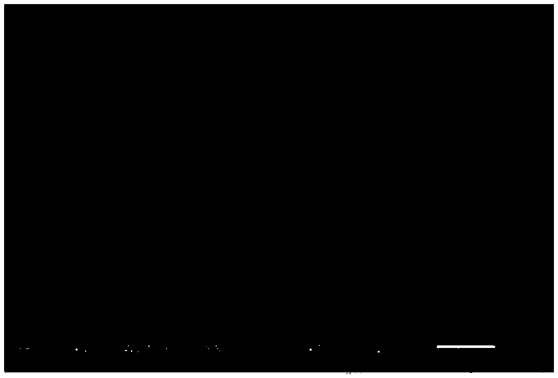 Hollow spherical sodium nickel manganate and preparation method thereof, sodium ion battery positive electrode, and sodium ion battery