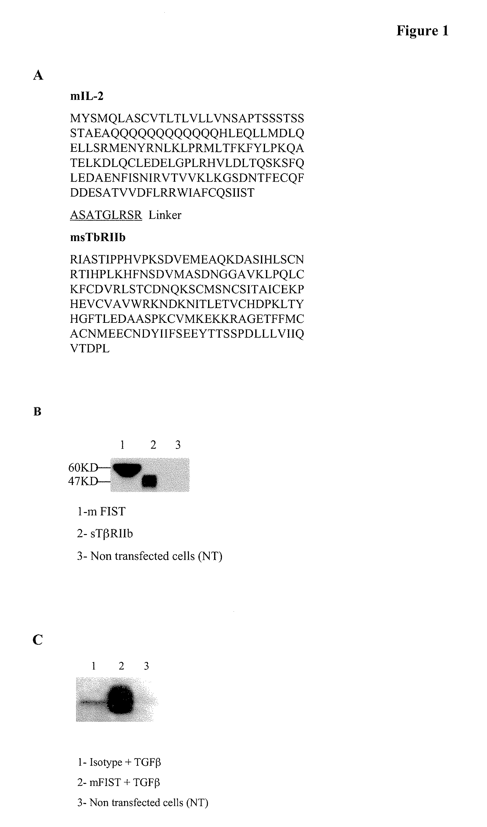 Interleukin-2/soluble tgf-beta type ii receptor b conjugates and methods and uses thereof