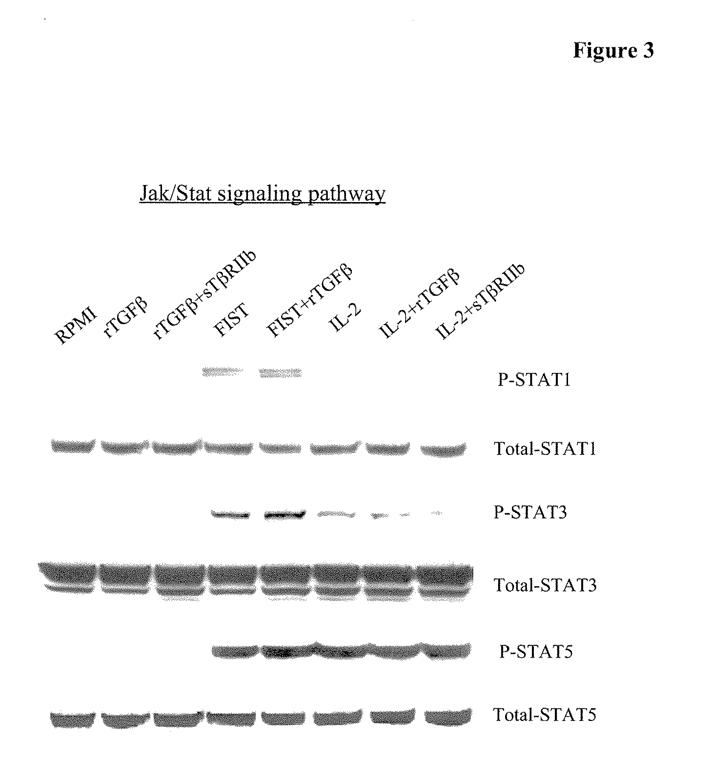 Interleukin-2/soluble tgf-beta type ii receptor b conjugates and methods and uses thereof