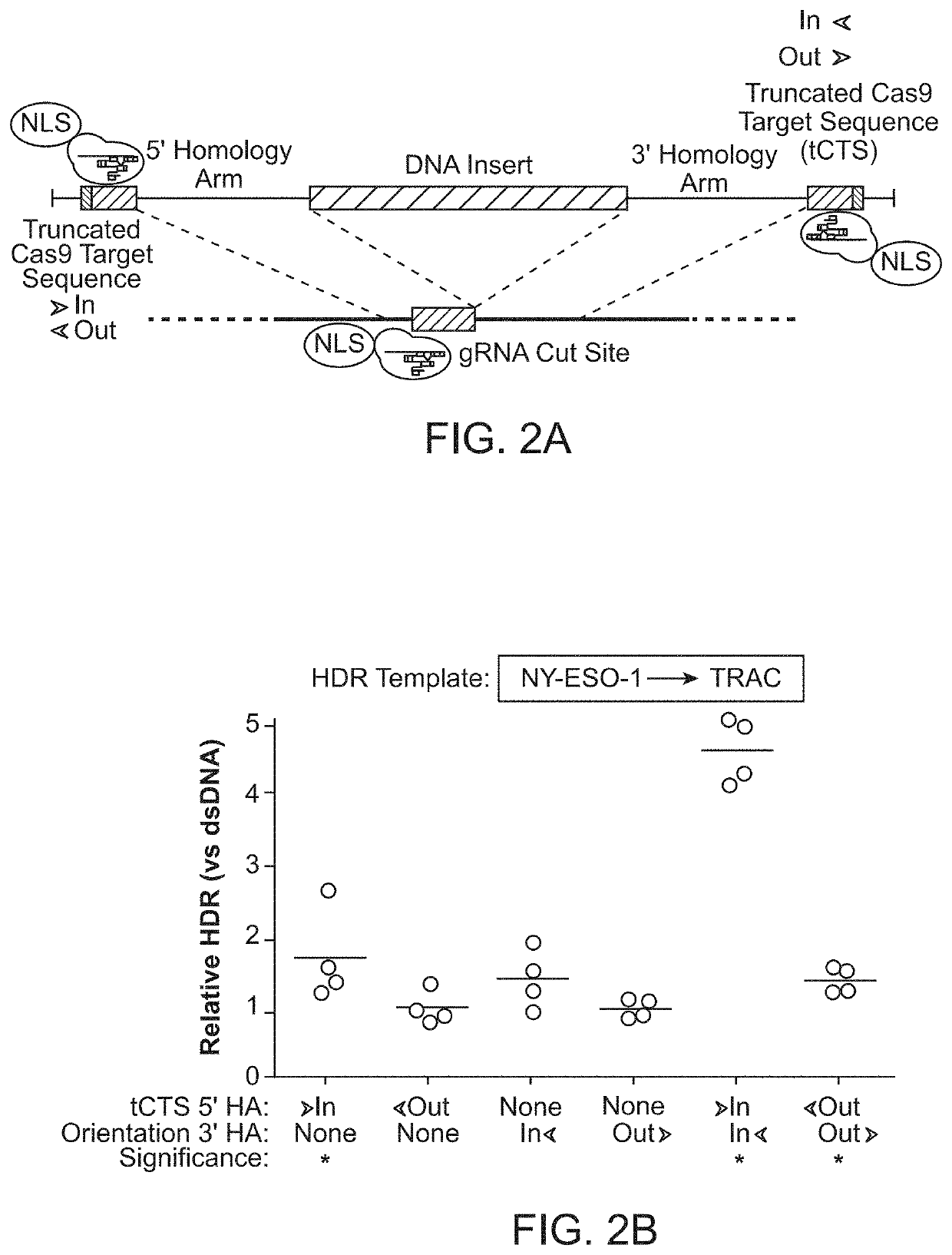 Compositions and methods for modifying a target nucleic acid