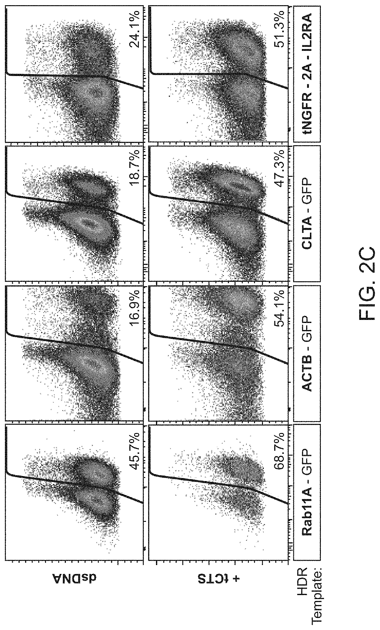 Compositions and methods for modifying a target nucleic acid