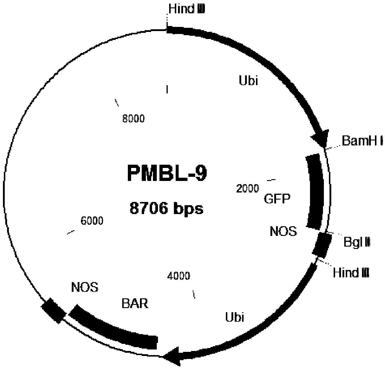 Agrobacterium tumefaciens-mediated barley leaf base transformation method