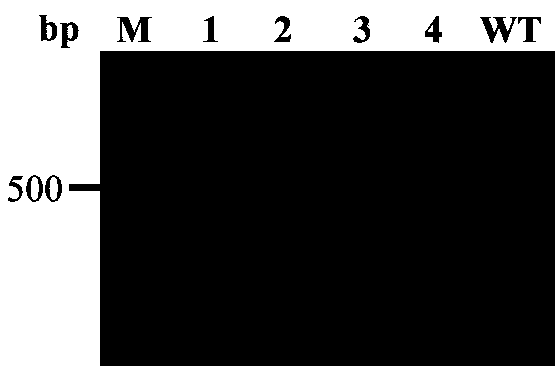 Agrobacterium tumefaciens-mediated barley leaf base transformation method