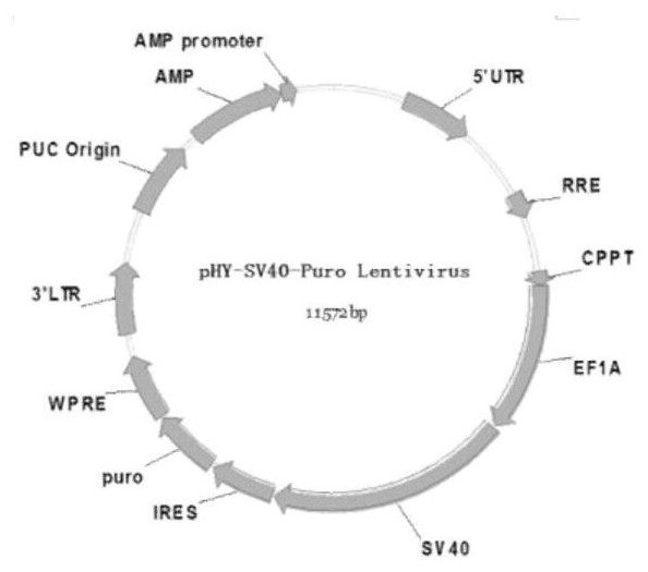 Human vestibular nerve tunica vaginalis immortalized cell line and construction method thereof