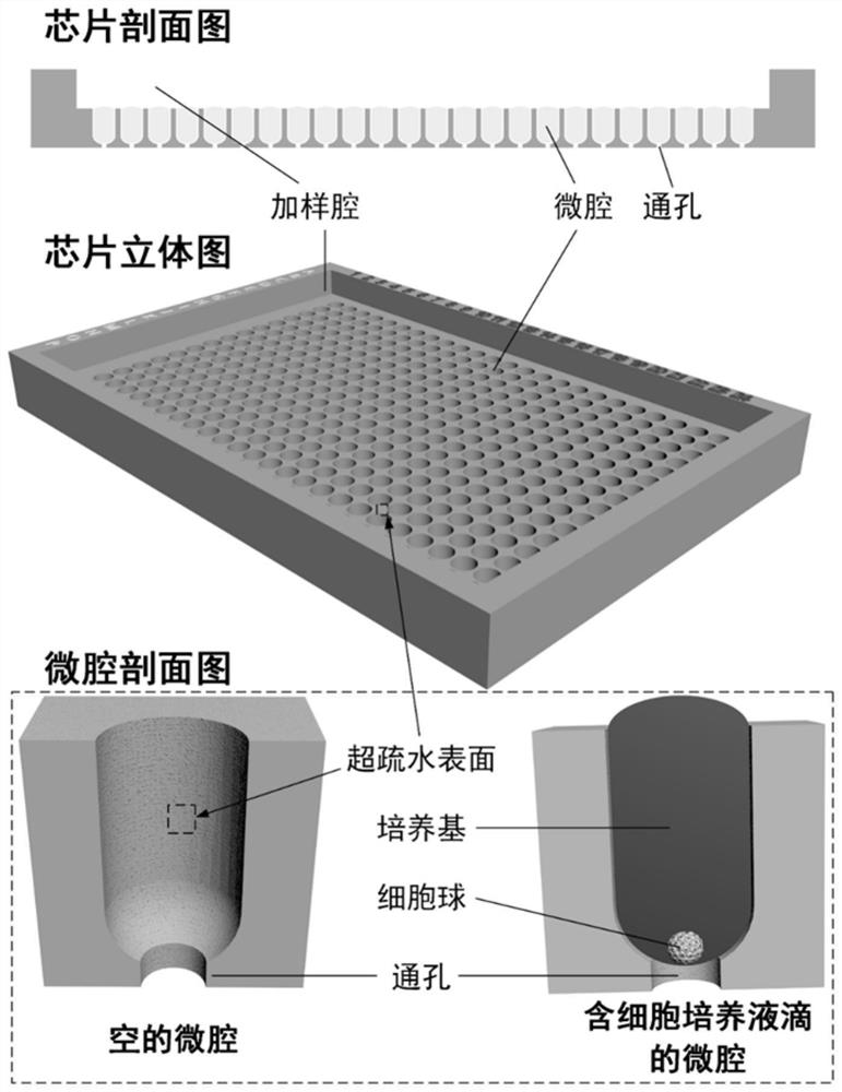 Sitting drop type cell sphere culture chip and use method thereof