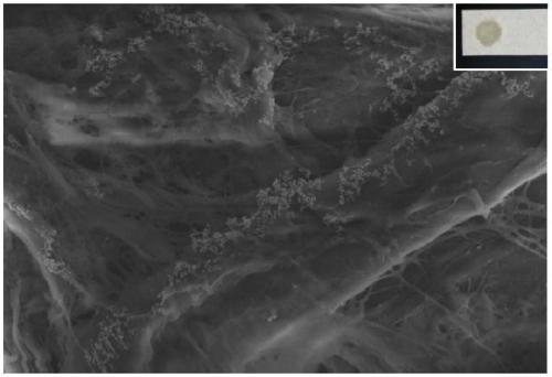 Surface-enhanced Raman composite test paper