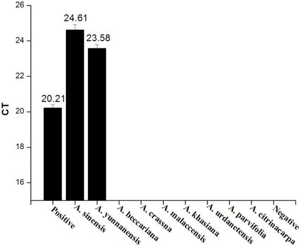 Double-PCR (polymerase chain reaction) method, primer and probe for identifying aquilaria sinensis