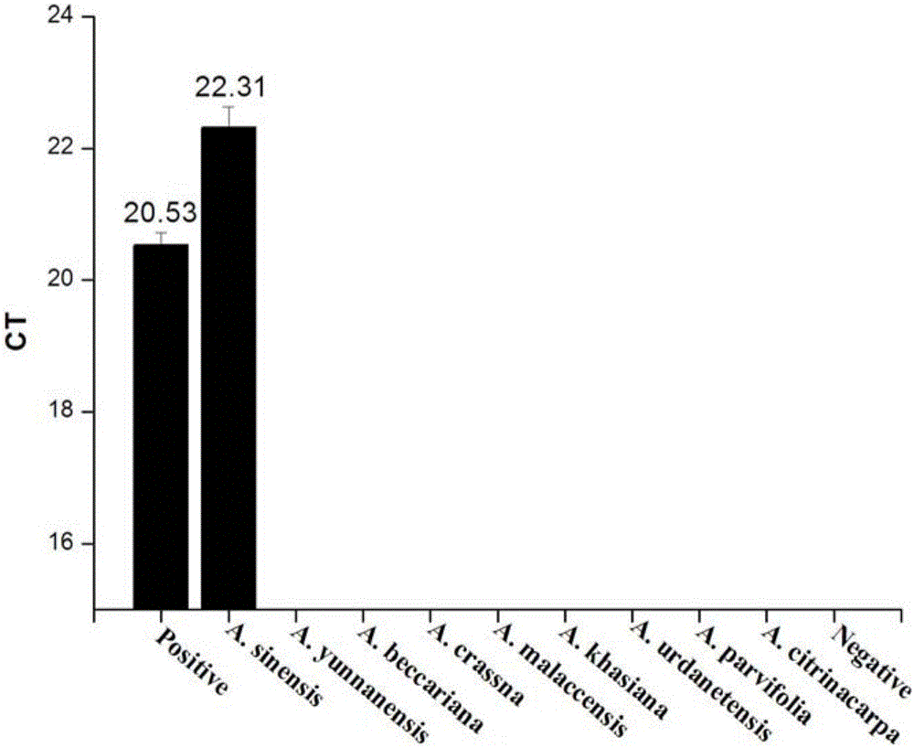 Double-PCR (polymerase chain reaction) method, primer and probe for identifying aquilaria sinensis