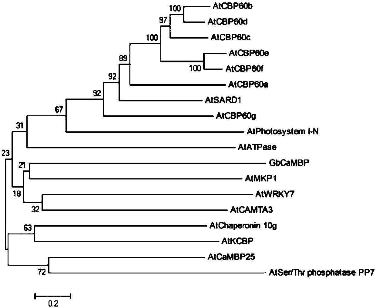 Application of cotton GbCaMBP gene in verticillium wilt resisting of plants