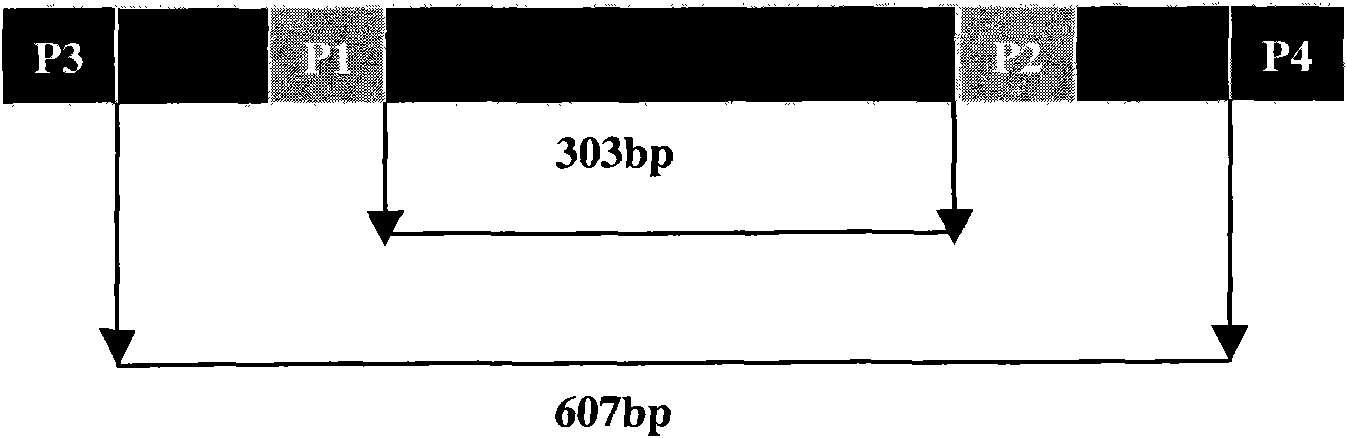 Application of DNA target sequence of schistosoma japonicum retrotransposon in schistosomiasis diagnosis