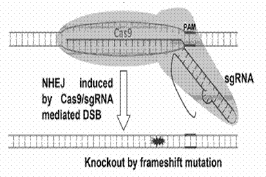 Method for specifically knocking out human CCR5 (Chemokine Receptor 5) gene by CRISPR (clustered regularly interspaced short palindromic repeat-associated)-Cas 9 and SgRNA (single guide RNA) for specifically targeting CCR5 gene