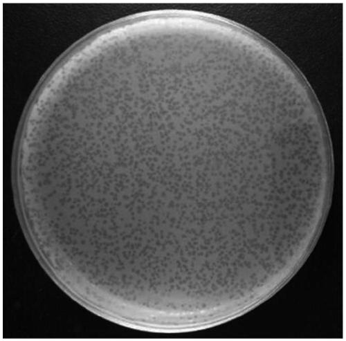 FSN17-1 Photobacterium damselae phage FSN17-1 and application