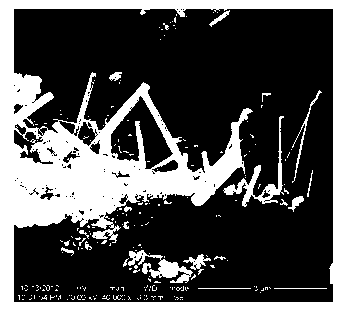 Method for preparing magnesium oxide whisker/ magnesium composite powder by in-situ growth on surface of magnesium powder