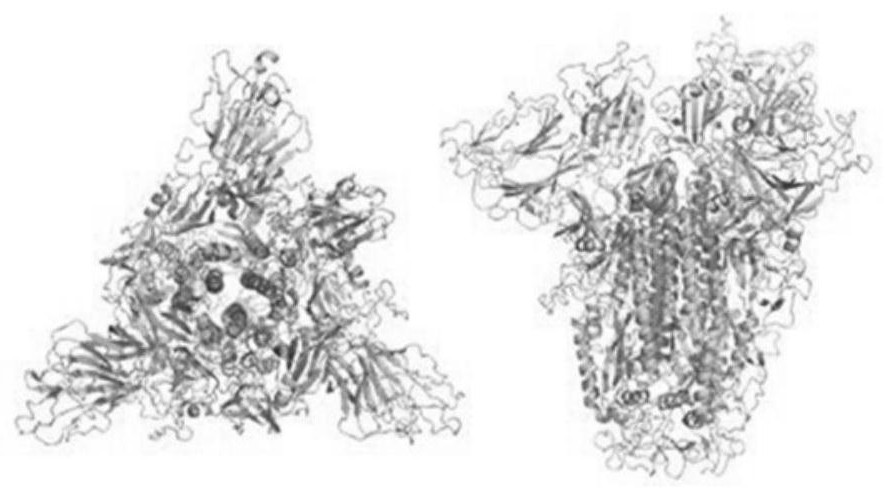 Novel coronavirus antigen epitope and application thereof