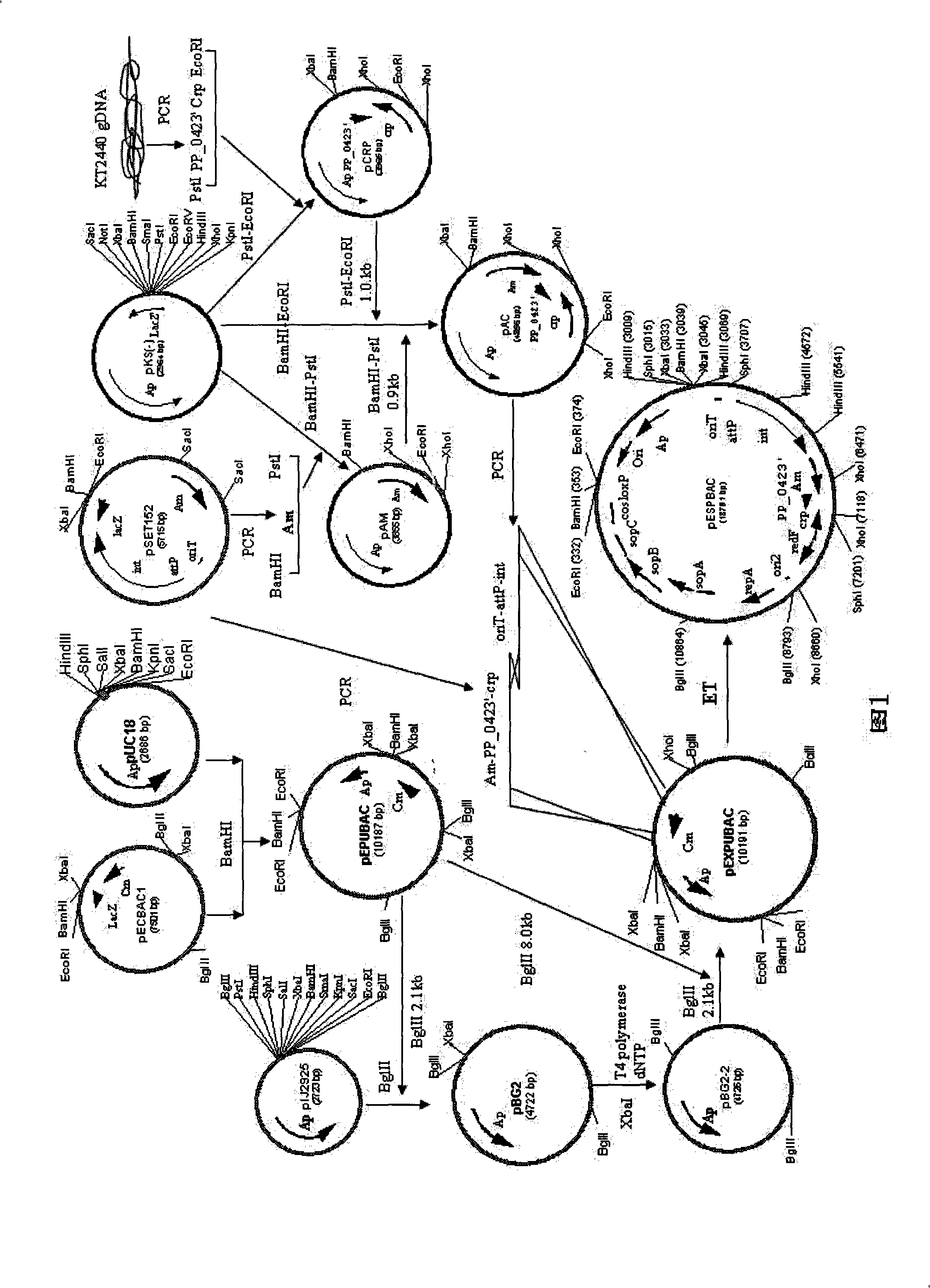 Bacillus coli-streptomycete-pseudomonas shuttling expressing BAC vector and construction method thereof