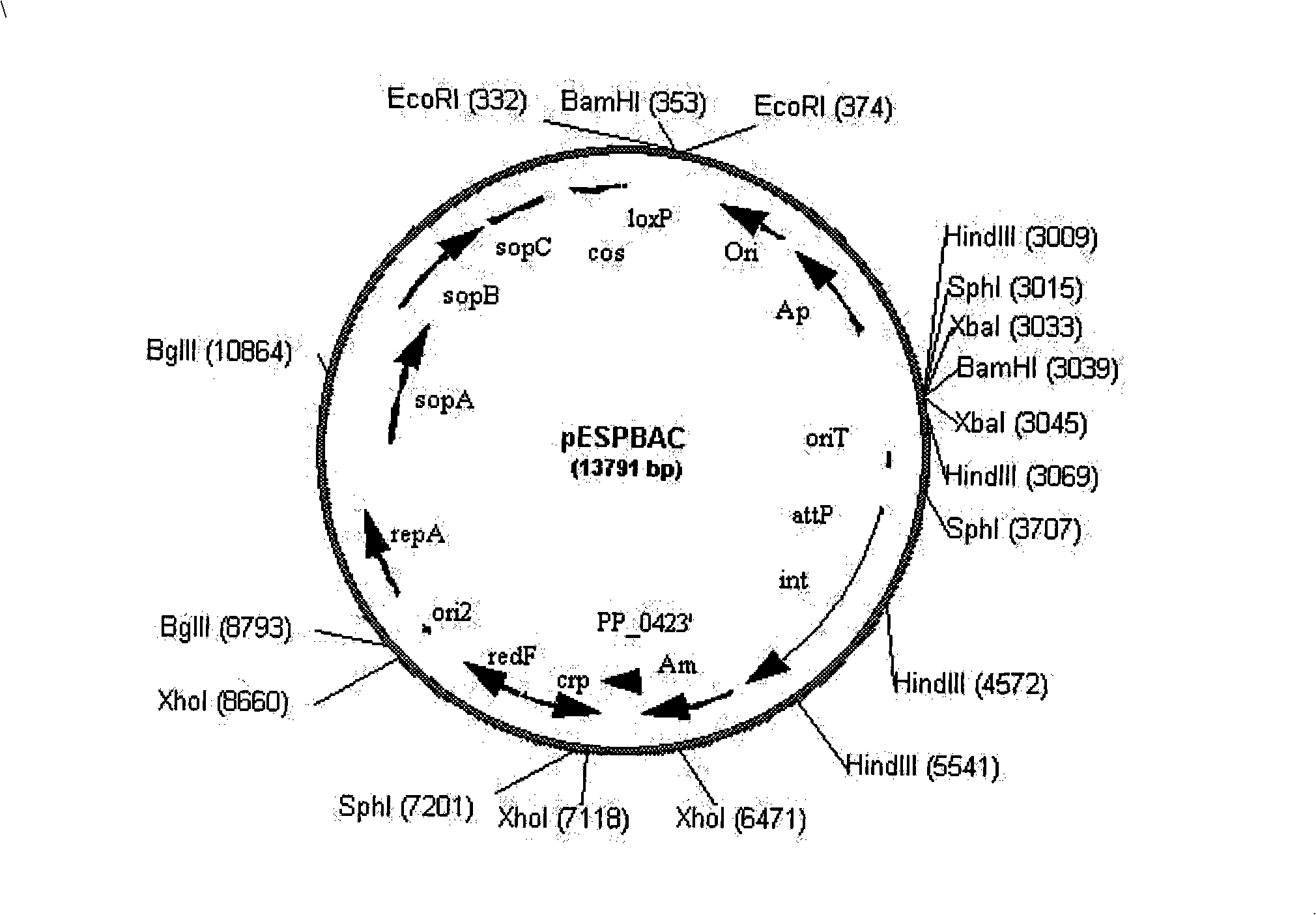 Bacillus coli-streptomycete-pseudomonas shuttling expressing BAC vector and construction method thereof