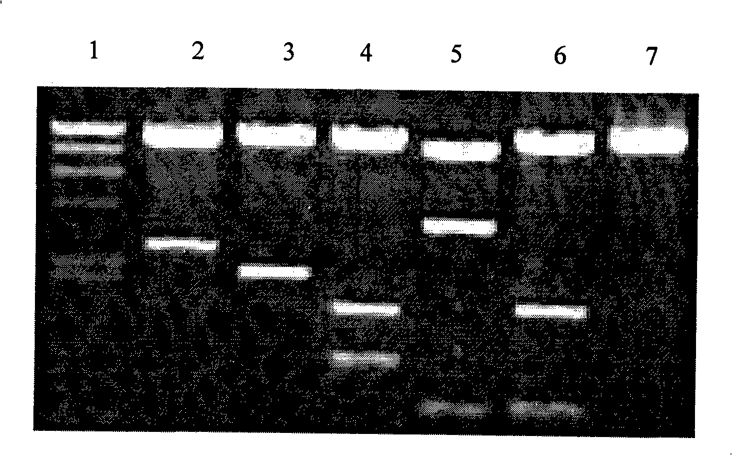 Bacillus coli-streptomycete-pseudomonas shuttling expressing BAC vector and construction method thereof