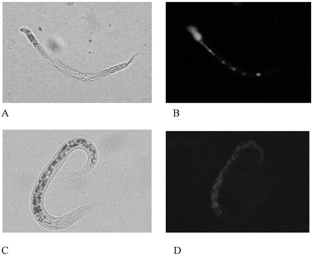 Novel staphylococcus aureus fluorescence labeling system