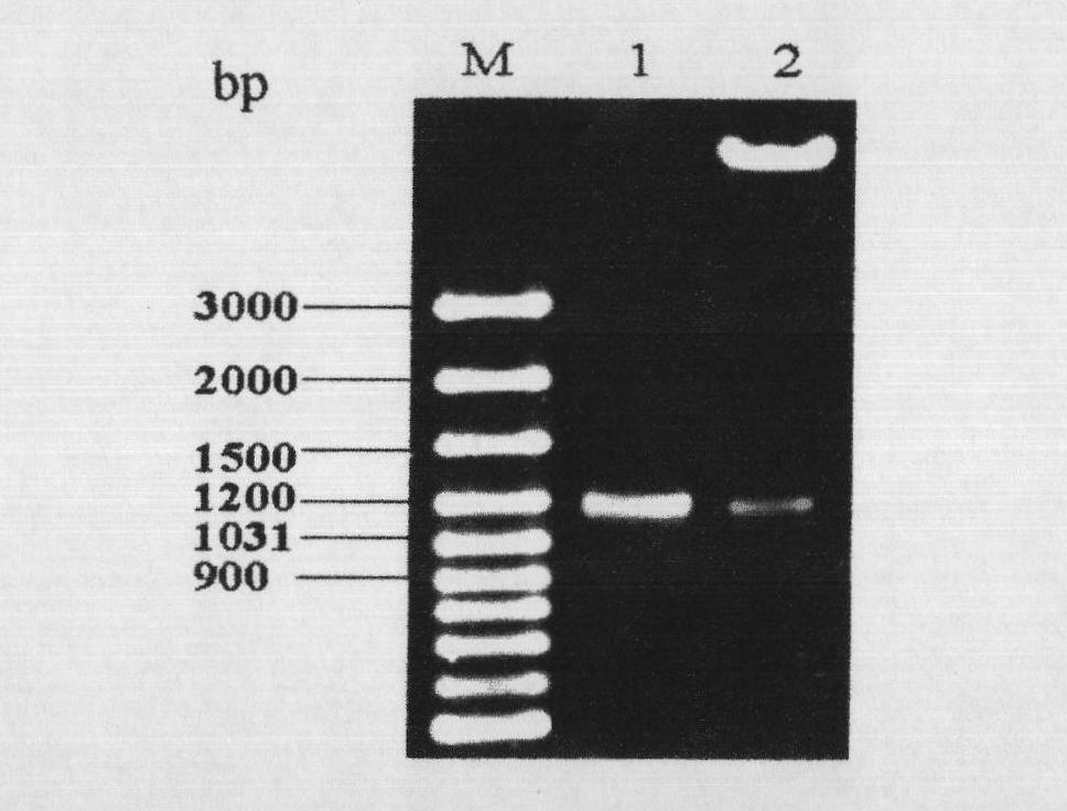 Application of gene for coding 4-hydroxyphenylphruvic acid dioxygenase